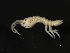  ( - HLC-26406)  @11 [ ] CreativeCommons - Attribution (2008) Unspecified Centre for Biodiversity Genomics