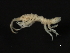 ( - HLC-26407)  @11 [ ] CreativeCommons - Attribution (2008) Unspecified Centre for Biodiversity Genomics