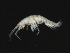  ( - HLC-26409)  @11 [ ] CreativeCommons - Attribution (2008) Unspecified Centre for Biodiversity Genomics