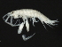  ( - HLC-26410)  @11 [ ] CreativeCommons - Attribution (2008) Unspecified Centre for Biodiversity Genomics