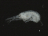  ( - HLC-26414)  @11 [ ] CreativeCommons - Attribution (2008) Unspecified Centre for Biodiversity Genomics