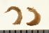  ( - HLC-25930)  @11 [ ] CreativeCommons - Attribution (2008) Unspecified Centre for Biodiversity Genomics
