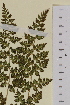  ( - AJK_0028)  @11 [ ] CreativeCommons - Attribution Non-Commercial Share-Alike (2012) Unspecified Tromso University Museum
