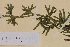  ( - AJK_0034)  @11 [ ] CreativeCommons - Attribution Non-Commercial Share-Alike (2012) Unspecified Tromso University Museum