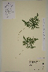  ( - AJK_0065)  @11 [ ] CreativeCommons - Attribution Non-Commercial Share-Alike (2012) Unspecified Tromso University Museum