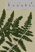 ( - AJK_0065)  @11 [ ] CreativeCommons - Attribution Non-Commercial Share-Alike (2012) Unspecified Tromso University Museum