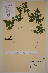  ( - AJK_0066)  @11 [ ] CreativeCommons - Attribution Non-Commercial Share-Alike (2012) Unspecified Tromso University Museum