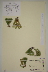  ( - AJK_0069)  @11 [ ] CreativeCommons - Attribution Non-Commercial Share-Alike (2012) Unspecified Tromso University Museum