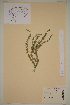  ( - AJK_0077)  @11 [ ] CreativeCommons - Attribution Non-Commercial Share-Alike (2012) Unspecified Tromso University Museum