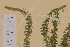  ( - AJK_0077)  @11 [ ] CreativeCommons - Attribution Non-Commercial Share-Alike (2012) Unspecified Tromso University Museum