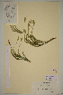 ( - AJK_0081)  @11 [ ] CreativeCommons - Attribution Non-Commercial Share-Alike (2012) Unspecified Tromso University Museum