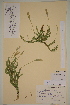  ( - AJK_0082)  @11 [ ] CreativeCommons - Attribution Non-Commercial Share-Alike (2012) Unspecified Tromso University Museum