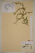  ( - AJK_0083)  @11 [ ] CreativeCommons - Attribution Non-Commercial Share-Alike (2012) Unspecified Tromso University Museum