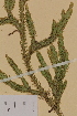  ( - AJK_0083)  @11 [ ] CreativeCommons - Attribution Non-Commercial Share-Alike (2012) Unspecified Tromso University Museum