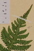 ( - AJK_0089)  @11 [ ] CreativeCommons - Attribution Non-Commercial Share-Alike (2012) Unspecified Tromso University Museum