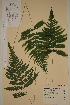  ( - AJK_0090)  @11 [ ] CreativeCommons - Attribution Non-Commercial Share-Alike (2012) Unspecified Tromso University Museum