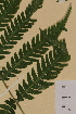  ( - AJK_0090)  @11 [ ] CreativeCommons - Attribution Non-Commercial Share-Alike (2012) Unspecified Tromso University Museum