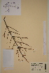  ( - AJK_0121)  @11 [ ] CreativeCommons - Attribution Non-Commercial Share-Alike (2012) Unspecified Tromso University Museum