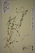  ( - AJK_0138)  @11 [ ] CreativeCommons - Attribution Non-Commercial Share-Alike (2012) Unspecified Tromso University Museum