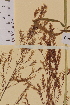  ( - AJK_0141)  @11 [ ] CreativeCommons - Attribution Non-Commercial Share-Alike (2012) Unspecified Tromso University Museum