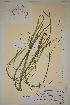  ( - AJK_0213)  @11 [ ] CreativeCommons - Attribution Non-Commercial Share-Alike (2013) Unspecified Tromso University Museum