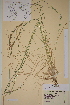  ( - AJK_0222)  @11 [ ] CreativeCommons - Attribution Non-Commercial Share-Alike (2013) Unspecified Tromso University Museum