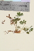  ( - TROM_V_174644_sg)  @11 [ ] CreativeCommons - Attribution Non-Commercial Share-Alike (2014) Unspecified Tromso University Museum