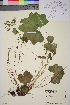  (Alchemilla glomerulans - TROM_V_960516_sg)  @11 [ ] CreativeCommons - Attribution Non-Commercial Share-Alike (2014) Unspecified Tromso University Museum