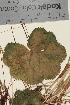  ( - TROM_V_960516_sg)  @11 [ ] CreativeCommons - Attribution Non-Commercial Share-Alike (2014) Unspecified Tromso University Museum