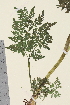  ( - TROM_V_162388_sg)  @11 [ ] CreativeCommons - Attribution Non-Commercial Share-Alike (2014) Unspecified Tromso University Museum