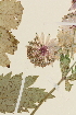  ( - TROM_V_990504_sg)  @11 [ ] CreativeCommons - Attribution Non-Commercial Share-Alike (2014) Unspecified Tromso University Museum