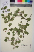  ( - TROM_V_965896_sg)  @11 [ ] CreativeCommons - Attribution Non-Commercial Share-Alike (2014) Unspecified Tromso University Museum