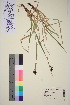  (Carex atrata - TROM_V_85223_sg)  @11 [ ] CreativeCommons - Attribution Non-Commercial Share-Alike (2015) Unspecified Tromso University Museum