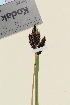  ( - TROM_V_85223_sg)  @11 [ ] CreativeCommons - Attribution Non-Commercial Share-Alike (2015) Unspecified Tromso University Museum