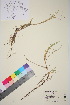  (Carex mackenziei - TROM_V_148058_sg)  @11 [ ] CreativeCommons - Attribution Non-Commercial Share-Alike (2015) Unspecified Tromso University Museum