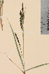 (Carex xsalina - TROM_V_54667_sg)  @11 [ ] CreativeCommons - Attribution Non-Commercial Share-Alike (2014) Unspecified Tromso University Museum