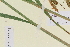  ( - TROM-V-85233)  @11 [ ] CreativeCommons - Attribution Non-Commercial Share-Alike (2013) Unspecified Tromso University Museum
