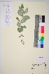  ( - TROM_V_96948_sg)  @11 [ ] CreativeCommons - Attribution Non-Commercial Share-Alike (2014) Unspecified Tromso University Museum