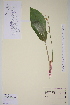  ( - TROM-V-201005)  @11 [ ] CreativeCommons - Attribution Non-Commercial Share-Alike (2013) Unspecified Tromso University Museum