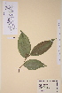  ( - TROM-V-77003)  @11 [ ] CreativeCommons - Attribution Non-Commercial Share-Alike (2013) Unspecified Tromso University Museum