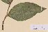  ( - TROM-V-77003)  @11 [ ] CreativeCommons - Attribution Non-Commercial Share-Alike (2013) Unspecified Tromso University Museum