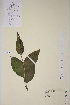  ( - TROM-V-91166)  @11 [ ] CreativeCommons - Attribution Non-Commercial Share-Alike (2013) Unspecified Tromso University Museum