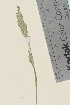  (Festuca rubra richardsonii - TROM_V_134213_sg)  @11 [ ] CreativeCommons - Attribution Non-Commercial Share-Alike (2015) Unspecified Tromso University Museum
