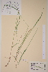  ( - TROM-V-38475)  @11 [ ] CreativeCommons - Attribution Non-Commercial Share-Alike (2013) Unspecified Tromso University Museum
