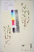  ( - TROM_V_962480_sg)  @11 [ ] CreativeCommons - Attribution Non-Commercial Share-Alike (2015) Unspecified Tromso University Museum