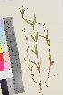  ( - TROM_V_962480_sg)  @11 [ ] CreativeCommons - Attribution Non-Commercial Share-Alike (2015) Unspecified Tromso University Museum