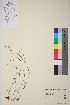 ( - TROM-V-964143)  @11 [ ] CreativeCommons - Attribution Non-Commercial Share-Alike (2013) Unspecified Tromso University Museum