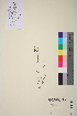  ( - TROM-V-965756)  @11 [ ] CreativeCommons - Attribution Non-Commercial Share-Alike (2013) Unspecified Tromso University Museum