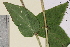  ( - TROM-V-966247)  @11 [ ] CreativeCommons - Attribution Non-Commercial Share-Alike (2013) Unspecified Tromso University Museum