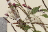  ( - TROM-V-966247)  @11 [ ] CreativeCommons - Attribution Non-Commercial Share-Alike (2013) Unspecified Tromso University Museum